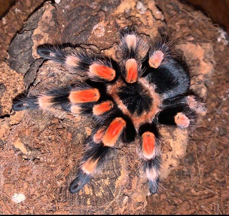 All Tarantulas & Invertebrates Page Exotics Unlimited