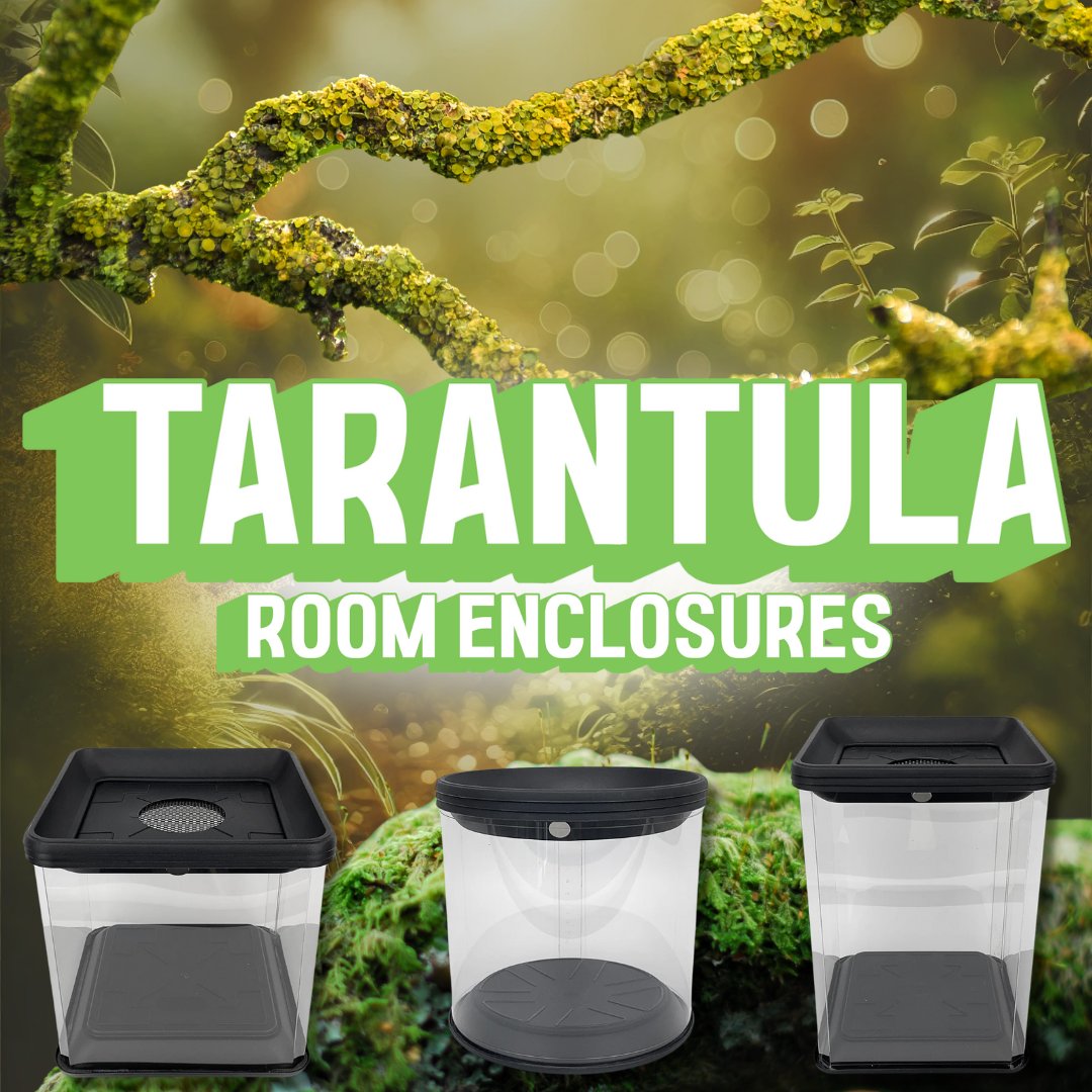 Tarantula Room Enclosures Exotics Unlimited