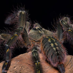 Poecilotheria rufilata (Red Slate Ornamental) 1" FREE AFTER $300 SPENT