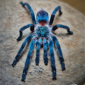 Dolichothele diamantinensis (Blue Dwarf Beauty) about 1”