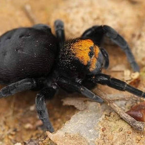 Eresus sp "balcanicus" (Orange Face Velvet Spider) about 0.25" (5th Molt) + Habitat