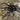 Lampropelma carpenteri (Sulwesi Black Giant Tree Tiger) 0.75-1"