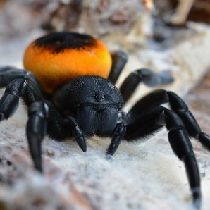Eresus walckenaeri 'Orange Ring' (Orange Ring Velvet Spider) about 0.25" (5th molt) + Habitat
