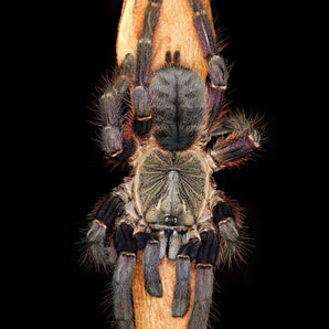 Ornithoctoninae sp Phan Cay Red (Purple Blaze Tree Spider) 1.5-2" & Poecilotheria formosa Bundle