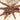 Psalmopeous ecclesiasticus (Rose Gold Tree Spider) 0.75”