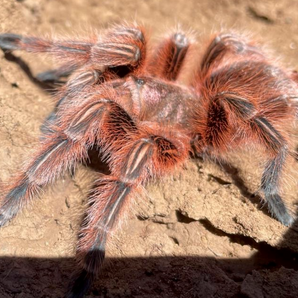 Grammostola rosea (Red Chilean Rose Hair) RCF 0.5"+ LIMITED TIME SALE