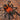 Urupelma (Theraphosinae) mishana (Orange Crush Tarantula) 1"