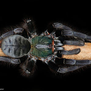 Cyriopagopus sp. 'Valhalla' (Emerald Shadow Tree Spider) 1.5-2"