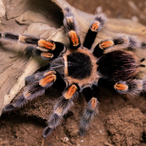 Brachypelma hamorii (Mexican Red Knee) 0.5-0.75" FREE AFTER $200 SPENT