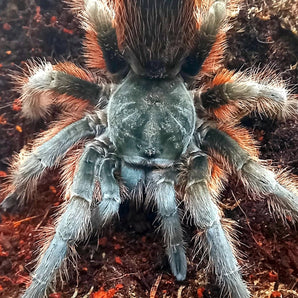 Aphonopelma anitahoffmannae (Mexican Red Slate) 0.75-1"