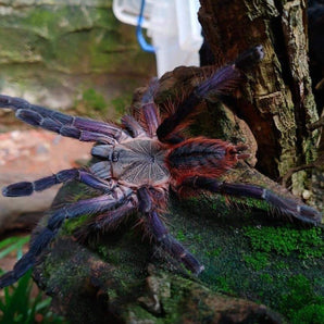 Ornithoctoninae sp Phan Cay Red (Purple Blaze Tree Spider) 1.5"+