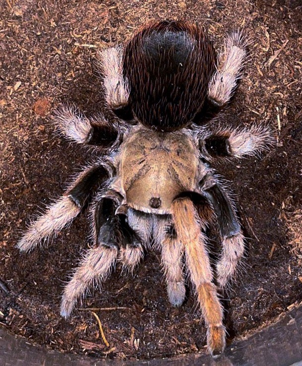 Freebies Page Exotics Unlimited