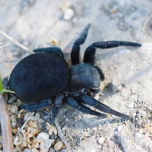 Eresus ruficapillus (Italian Velvet Spider) 0.5"+ Juvenile & Habitat