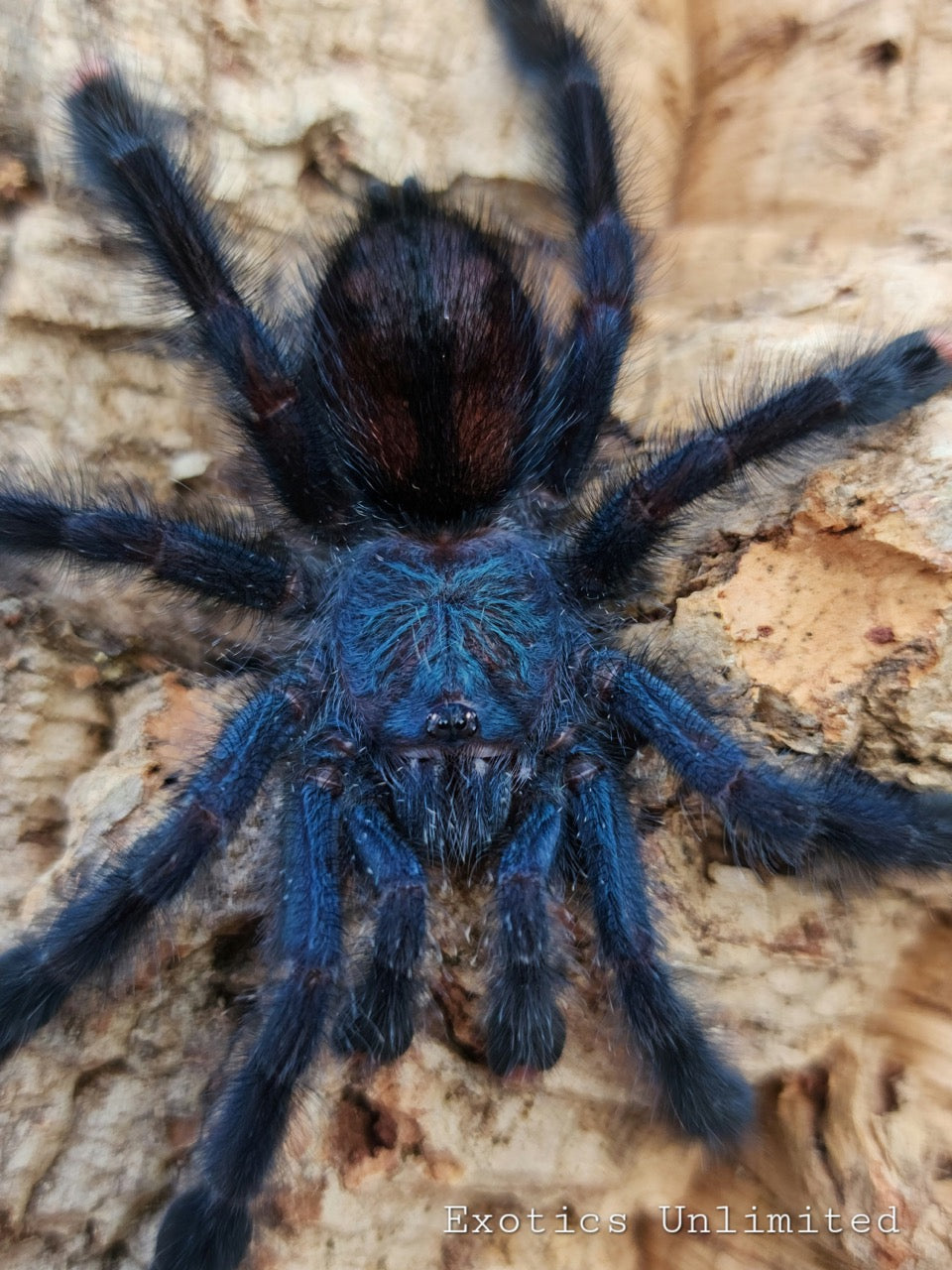 Exotics Unlimited Home