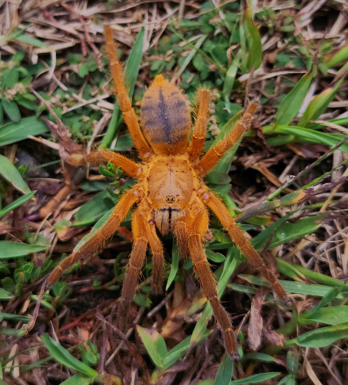 Exotics Unlimited Home