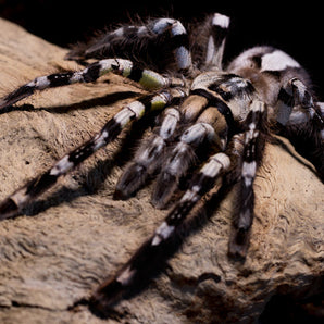 FREE Poecilotheria regalis (Indian Ornamental) 1" AFTER $300 SPENT