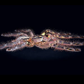 Poecilotheria ornata (Fringed Ornamental) FEMALE about 4.5-5" (NC SHIPPING ONLY)