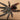 Avicularia avicularia (Common Pink Toe) 0.75-1"