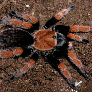 Aphonopelma bicoloratum (Mexican Blood Leg) FEMALE about 2"