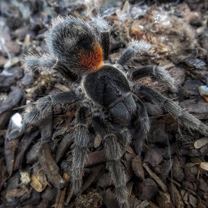 Homoeomma chilense (ex. chilensis) (Chilean Flame Tarantula) about 0.25”