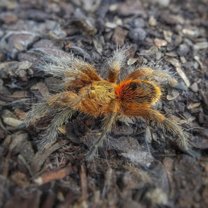 Euathlus sp. 'Fuego" about 0.5" EXCLUSIVE AT EXOTICS UNLIMITED