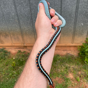 California Red-sided Garter Snakes (Subscribe for next batch)