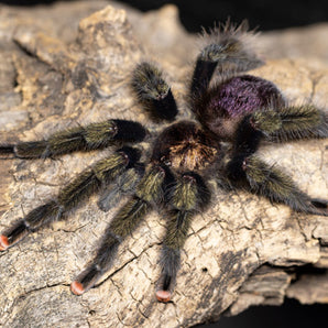 Avicularia sp. 'Pucallpa' (Mardi Gras Pink Toe about 0.75"