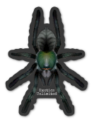 3" Cyriopagopus sp "Valhalla" (Emerald Shadow Tarantula) Sticker - Waterproof Indoor/Outdoor