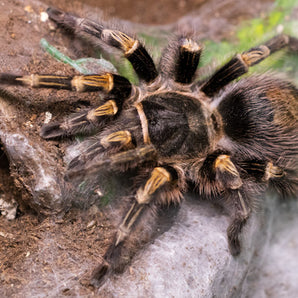Grammostola pulchripes (Chaco Golden Knee) about 0.75"