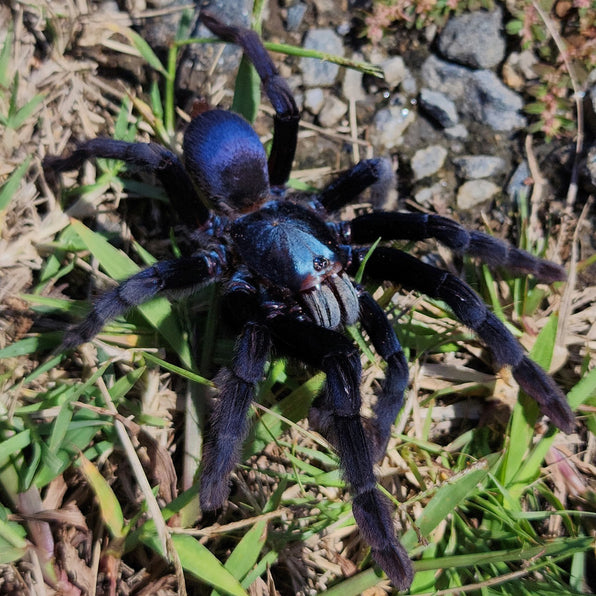 Confirmed Female Tarantulas Exotics Unlimited