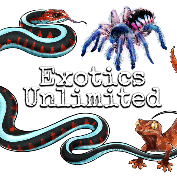 All Tarantulas & Invertebrates Page Exotics Unlimited