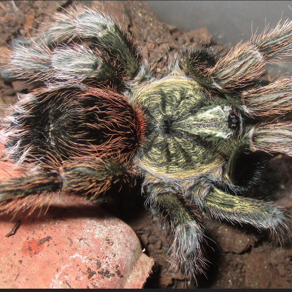 Rare Species Exotics Unlimited