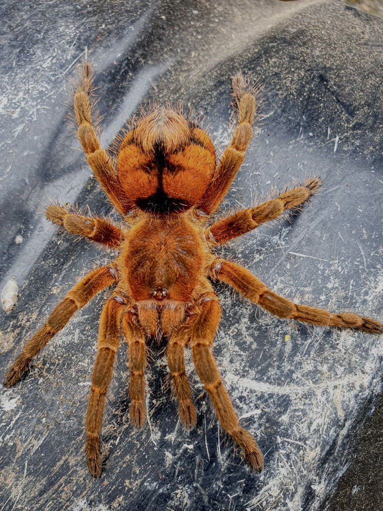 Theraphosinae mishana (Orange Crush Tarantula) about 3" RARE Exotics
