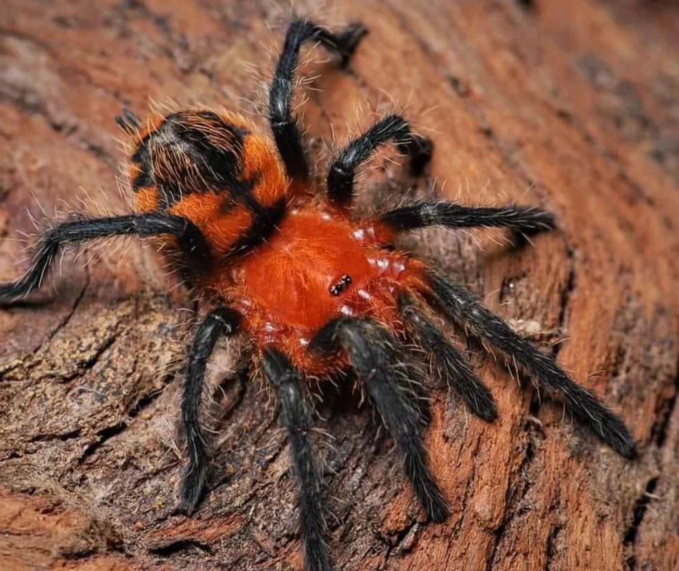 Theraphosinae mishana (Orange Crush Tarantula) about 3" RARE Exotics