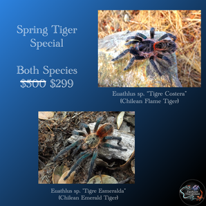 Spring Tiger Special - 1 E. sp. 'Tigre Esmeralda' & 1 E. sp. 'Tigre Costera'