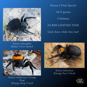 Eresus Velvet Variety Pack - 3 Species of Eresus + 3 Habitats