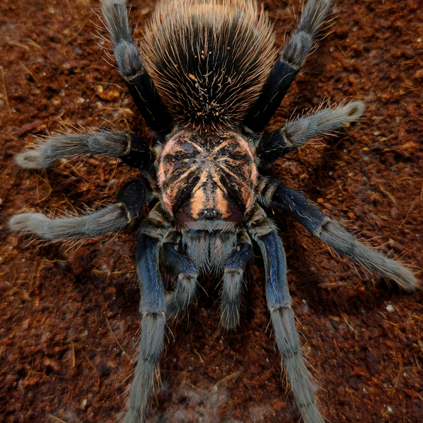 Rare Species Page Exotics Unlimited