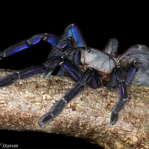 Ornithoctoninae sp. "Phan Cay Blue" (Cobalt Tree Spider) 1" (Black Friday Special)