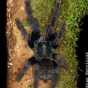 Phormingochilus sp. Borneo Black Mature Male Molted 1/2