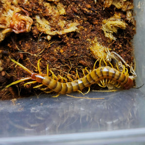 Scolopendra galapagoensis (Darwin's Goliath Centipede) Orange Morph CB Plings about 3"+
