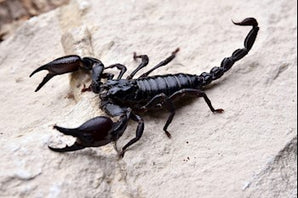 Heterometrus laoticus (Giant Forest Scorpions) about 1.5" Body
