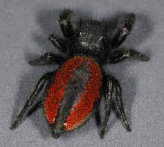 Phidippus johnsoni (Widow Jumping Spider) SubAdult about 0.5"