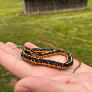 Quebec Flame Eastern Garter Snakes (Subscribe for next batch)