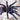Lasiocyano sazimai (Brazilian Blue Tarantula) 1-1.5" SHOWING ADULT COLOR