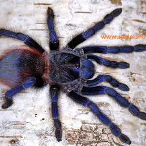 Lasiocyano sazimai (Brazilian Blue Tarantula) 1.5-2"