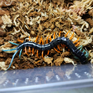 Scolopendra sp. Malaysian Jewel "Highland" Centipede 2.5-3"+ CB Plings!