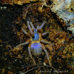 Ornithoctoninae sp. Hon-sej (Blue Blaze Tarantula) 0.5" (Sign up for email updates)