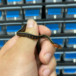 Oregon Red Spotted Garter Snake (Subscribe for next batch)