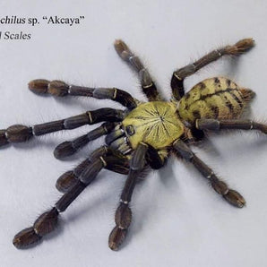 Phormingochilus sp. "Ackaya" (Golden Tree Spider) 1.5-2"