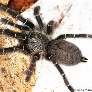 Pterinochilus murinus Black Color Form Botswana-Zimbabwe (RARE) 2-2.5"